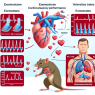 L'effet de l'exémestane sur les performances cardio