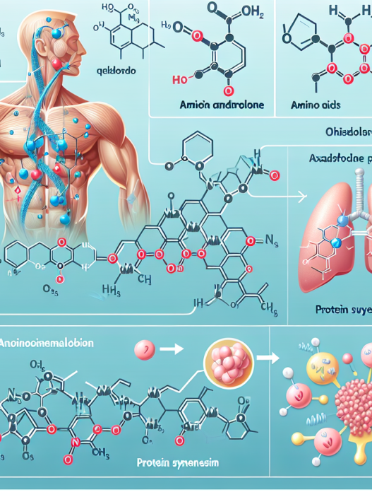 Effet de l'oxandrolone sur le métabolisme des acides aminés et la synthèse des protéines