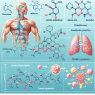 Effet de l'oxandrolone sur le métabolisme des acides aminés et la synthèse des protéines
