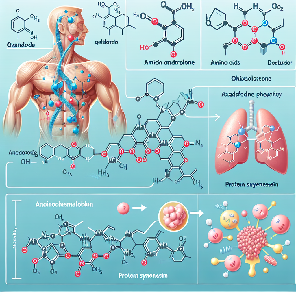 Effet de l'oxandrolone sur le métabolisme des acides aminés et la synthèse des protéines