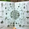 Interaction du Tribulus Terrestris avec d'autres extraits de plantes
