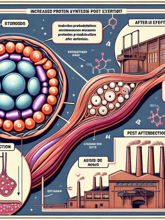 L'impact des stéroïdes sur la production de protéines musculaires après l'effort